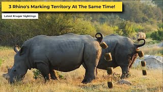 Southern White Rhino Family Marking Territory  Kruger Park Sightings [upl. by Rehpetsirhc]