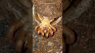 trapdoor spider 🕷️🕸️ secret mission 😱🤔👀  viralvideo viral ytshorts sciencefacts science [upl. by Ferrel]