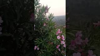 🌿अजनबी मुझको इतना बता दिल मेरा क्यों परेशान है 🌿viralstatus tradingvideos shortvideos Hindisong [upl. by Anahcar]