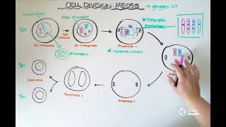 Cell Division Meiosis [upl. by O'Connor267]