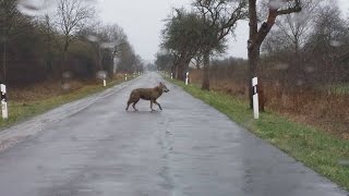 Wolf bei Dobbrun in der Altmark [upl. by Enniroc]