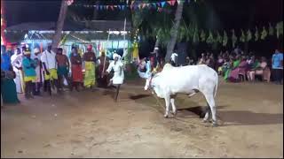 salageruthu kambalathunayakkar devarattam udumalaipet udumalpet traditional [upl. by Mellie]