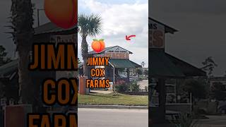 Love peaches drop by JIMMY COX FARMS in the Carolinas 🍑👍🏼 peach peaches jimmy cox farms 843 [upl. by Alexander594]