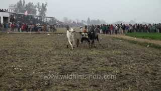 Bullock cart race at Kila Raipur sports festival [upl. by Henrie]