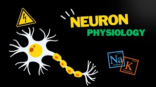 Action potential in the neuron EASY overview [upl. by Anneyehc]