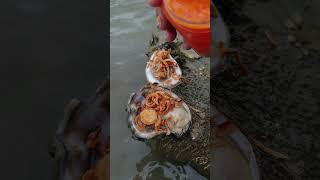 Fresh Oysters Catch Shuck And Eat In Low Tide oyster seafood food shorts [upl. by Eiramit]