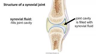 Structure of a Synovial Joint [upl. by Nat]