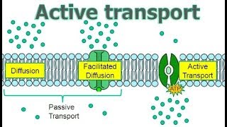 Active Transport [upl. by Yroc]