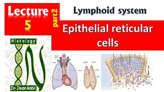 Epithelial reticular cellsHistology of thymusBlood and lymphoid system [upl. by Sutsugua232]