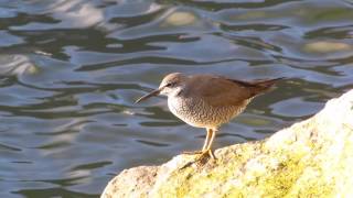 Wandering Tattler [upl. by Marget]