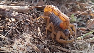 Indian Red Scorpion Hottentotta tamulus on Pune hills  Maharashtra India 1 [upl. by Johannessen316]