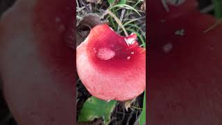 Fungo rosso Russula spuntato con le piogge mushroom mushrooms bush green nature  shorts toxic [upl. by Yarod]