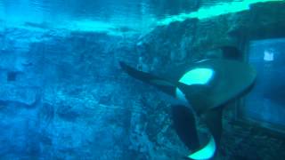 Tilikum Underwater Viewing at SeaWorld Orlando [upl. by Ettezil727]