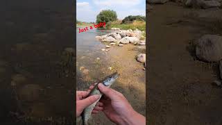 Smallest pike Ive ever caught pikefishing fishing saskboys [upl. by Godliman694]