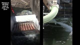 Wanapum Dam Fish Ladder Modifications [upl. by Gonzales]