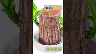 Brazilian Lucky Wood plant miniviralshortviralvideotrending [upl. by Anaya426]