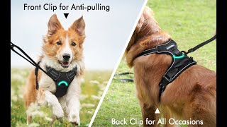 A Smart Harness Designed Specially for Your FourLegged Friend Shorts [upl. by Slorac321]