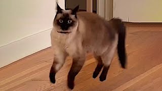 Most hilarious CATS that will make you LAUGH Best CAT VIDEOS 2024 Funny Cats [upl. by Menell125]