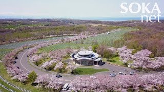 【トピックス】満開の桜 北海道・厚田 戸田記念墓地公園  創価学会公式 [upl. by Anitnelav]