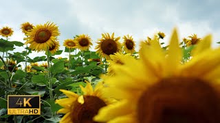 Oddly Satisfying Video of Sunflower Garden with Natural Sound  4K Footage [upl. by Nairolf]