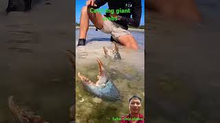 Catching giant crabs fishing mudcrab mudfish shark [upl. by Attenhoj92]