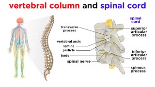 The Central Nervous System The Brain and Spinal Cord [upl. by Ardyaf958]