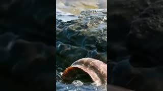 Eel Attack 🥹😱 fishing smiledoz sea shorts ytshorts amzing viralshort smiledoz [upl. by Ainerol]