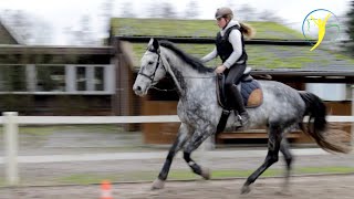 Schritt Trab und Galopp am langen Zügel  Falco amp Bourbon Folge 24 [upl. by Notsuj]