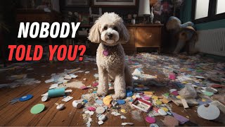 What NO ONE tells you about owning a Poodle [upl. by Wyly]