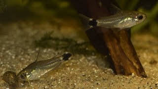 Corydoras hastatus Breeding project part 1  July 2017 [upl. by Neerehs794]