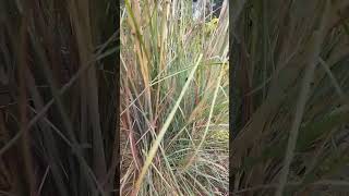 Giant African Blue fescue Grass [upl. by Miof Mela]