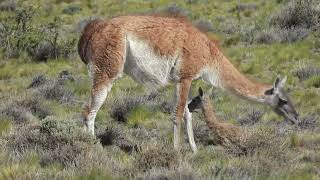 GUANACOS NUEVA GENERACIÓN DE CHULENGOS [upl. by Triplett483]