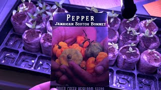 Growing Scotch Bonnet Peppers from Seed to Harvest [upl. by Eelyr135]