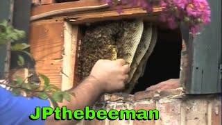 Removing Bees From Board amp Batten Construction [upl. by Atelokin]