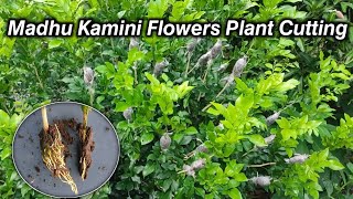 Madhu kamini flowers plant cutting and how to grow better roots [upl. by Lamaj394]