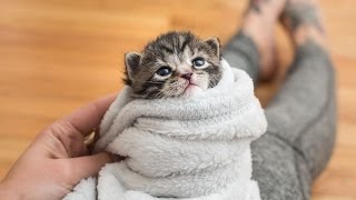 5 Ways to Comfort a Kitten [upl. by Nmutua]