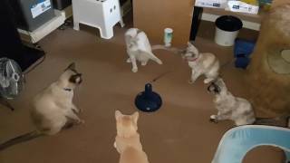 Five of six of my Tonkinese cats enjoying taking turns to play [upl. by Hughett]