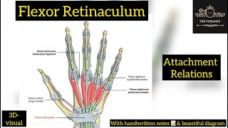 Flexor Retinaculum of Hand 🖐️  Attachments  Relations  anatomynote anatomy Handamppalm [upl. by Kcod390]