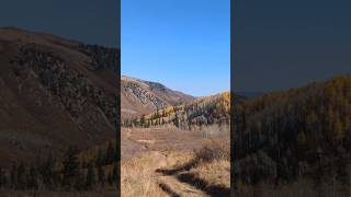 Colorado Elk Hunt 2024 music countrymusic viralvideo like viralshorts hankwilliams [upl. by Etrem649]