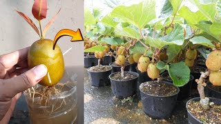 How to grow Kiwi trees with kiwi fruit in water  Amazing Skills [upl. by Warring468]