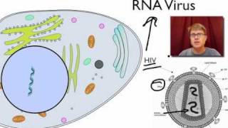 Viral Replication [upl. by Yerroc]