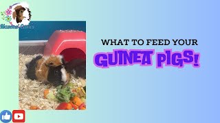 What can you feed your guinea pig [upl. by Aita]