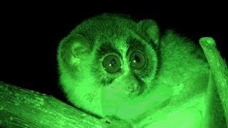 The Slender Loris Loris tardigradus  Nocturnal Indian Primate [upl. by Alberto471]