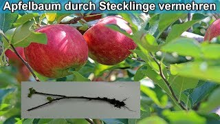 Apfelbaum aus Stecklingen selber ziehen  Apfelbaum aus Ast  durch Zweig vermehren – Anleitung [upl. by Novets854]