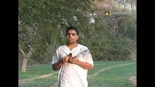 Ayurvedic Benefits of Acacia Tree बबूल for Weakness  Acharya Balkrishna [upl. by Heintz]