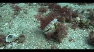 Scallop Diving  100 Scallops at Indented Head [upl. by Nilac]