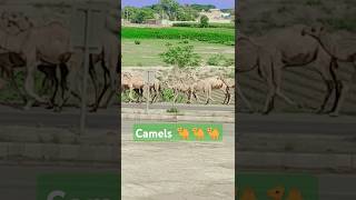 Camels 🐪 traveling  short video shorts song [upl. by Saduj]