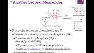 071Phospholipase C Pathway [upl. by Faun]