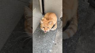 🐱 Gato pidiendo en la puerta del Súper Final Apoteósico 😍 [upl. by Nessah272]