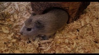 Ein neues Meerschweinchen Anbau Update  Die Meeries [upl. by Joachima]